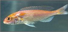 Nemipterus japonicus (Threadfin bream)